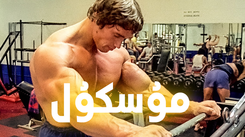 ئارنولد شىۋاسىنگېرنىڭ كۆك چىشلىق تەربىيىلەش پروگراممىسى